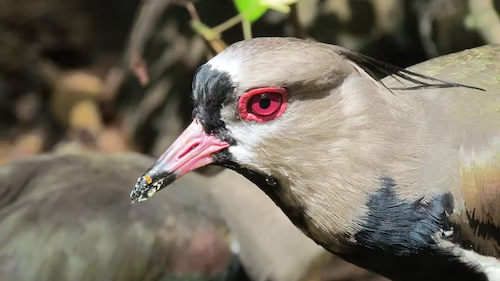 In Jamaica