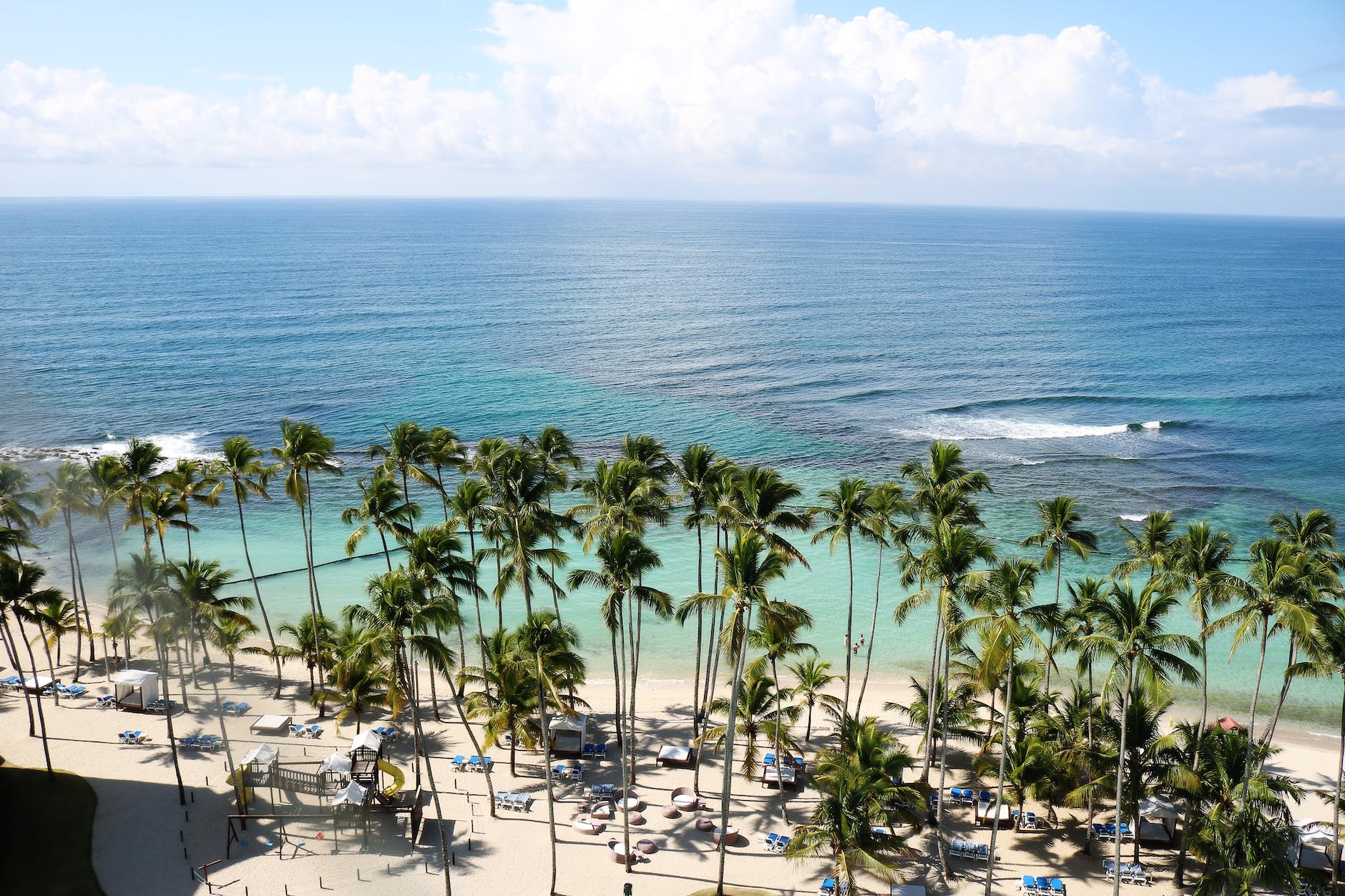 green palm trees near body of water