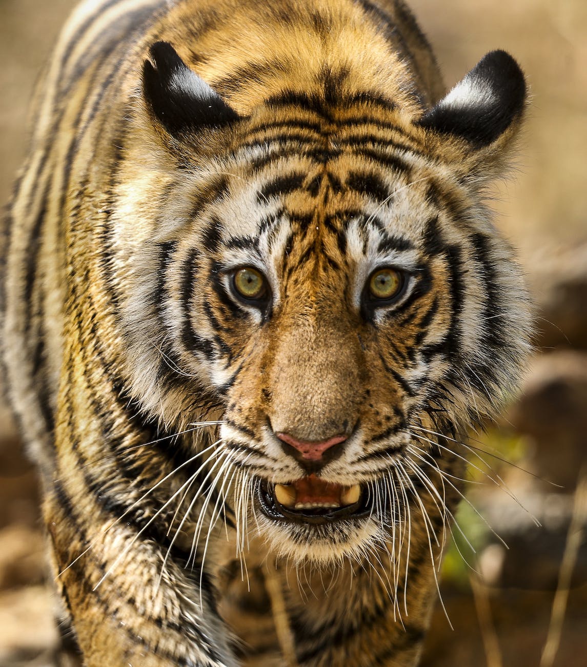 close up photo of a ferocious bengal tiger