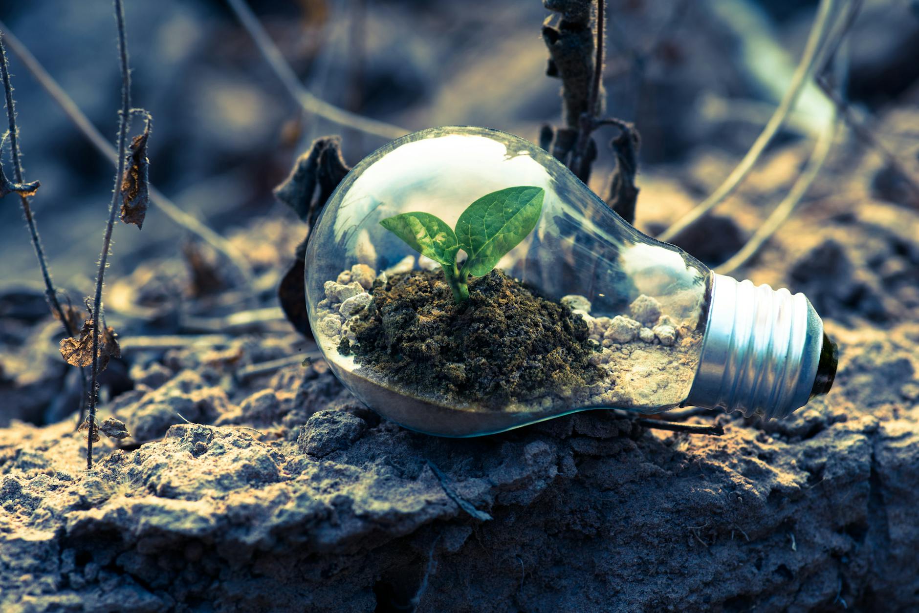 clear light bulb planter on gray rock