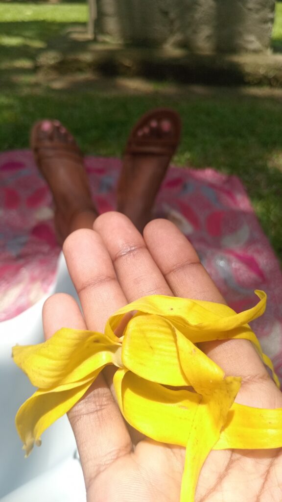 Ylang Ylang Flower in Bath Botanical Garden St. Thomas also used in the perfume Chanel No. 5