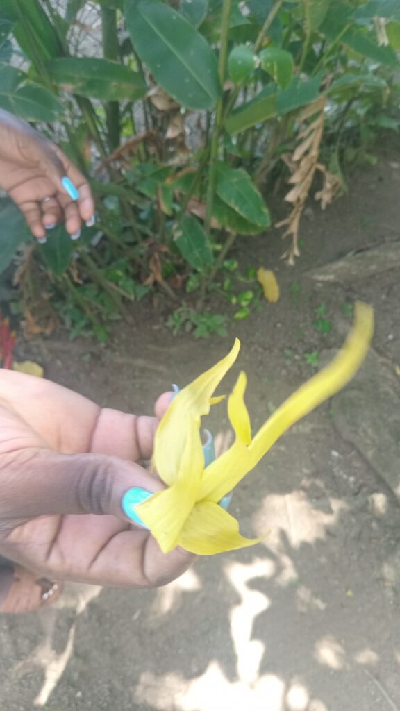 Ylang Ylang Flower at Bath Botanical Gardens St. Thomas